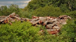 Chaco: preocupación de Fundación Vida Silvestre Argentina, Aves Argentinas y FARN frente a las novedades del Ordenamiento Territorial de Bosques Nativos
