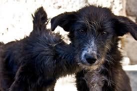 28 de mayo, Día Mundial del Perro Sin Raza: Adopción responsable y salud preventiva: claves para evitar el abandono de mascotas