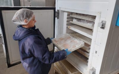 Diseñan una línea de producción para incrementar el valor del pacú