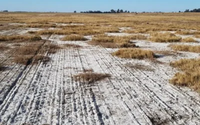 Recomendaciones para mitigar los efectos de la salinización de los suelos