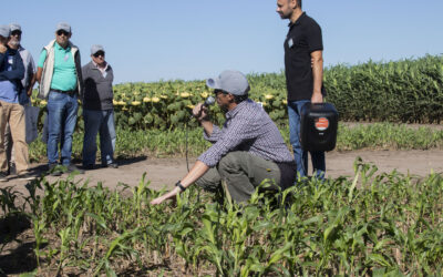 Más ciclos de pastoreo en sorgo: demuestran la viabilidad del aprovechamiento temprano