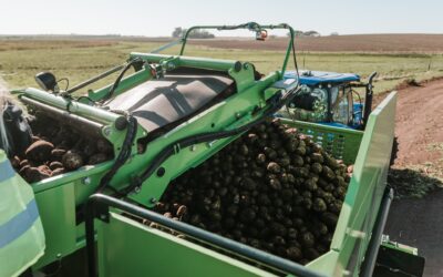 Del campo a la mesa: la historia detrás de cada papa Lay’s en el marco del Día Internacional de la Papa