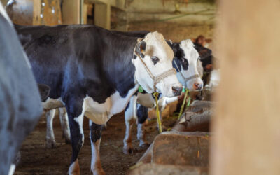 La FAO advierte: Es necesaria una mayor concientización y acción ante los brotes de fiebre aftosa en Europa y Oriente Próximo