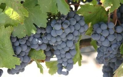Mendoza en Buenos Aires ¿dónde está el viñedo escondido en microcentro?, la joya oculta de la Ciudad