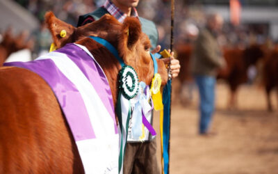 Limangus se lucirá en Cañuelas: llega la 8ª Expo de Otoño con genética, carne y futuro