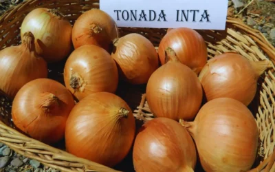 El INTA presentó una nueva variedad de cebolla