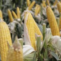 El Gobierno Nacional autorizó cinco nuevos eventos genéticamente modificados de maíz