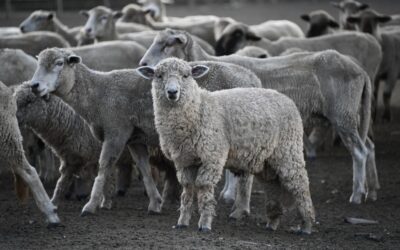 El Gobierno Nacional eliminó los regímenes específicos de promoción ganadera por especie que fragmentaban al agro argentino