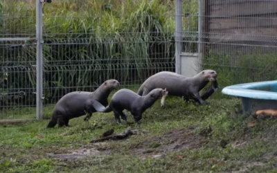 Nacieron tres crías de nutria gigante en Iberá: especie extinta por décadas en Argentina