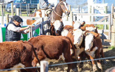 Con agilidad y buenos precios se vendieron 1.800 terneros de invernada en el remate de AgroActiva