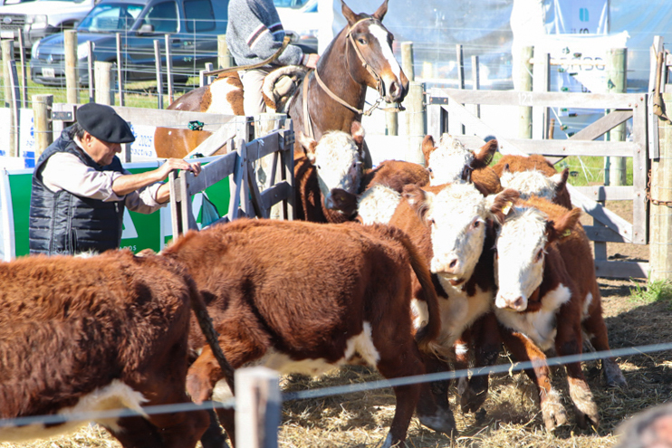 Con agilidad y buenos precios se vendieron 1.800 terneros de invernada en el remate de AgroActiva