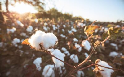 Eliminan plan de asistencia financiera estatal a productores algodoneros
