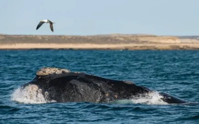 Vacaciones de invierno en Chubut: fechas del receso escolar y 8 planes ideales para el frío