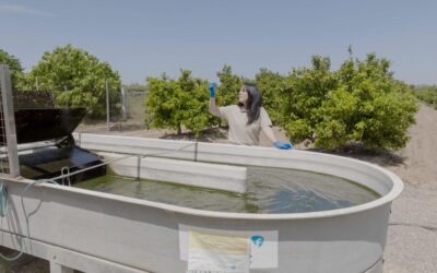 Cultivo de microalgas con jugo de cítricos descartados