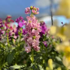 Las 5 cinco flores para sembrar en otoño y lograr un jardín espectacular en primavera