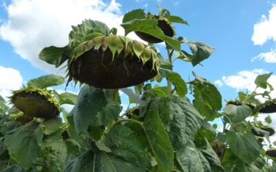 Girasol: crece el alto oleico de la mano de la genética