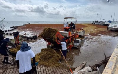 Qué es el sargazo y por qué perjudica al turismo en el Caribe