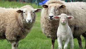 Patagonia: Medidas para fortalecer la prevención y detección de sarna ovina