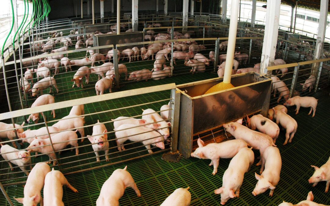 Créditos valor producto: casi $14.000 millones destinados al sector porcino