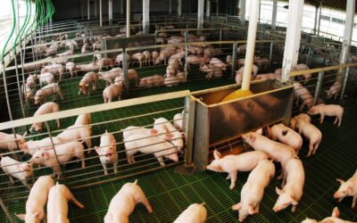Créditos valor producto: casi $14.000 millones destinados al sector porcino