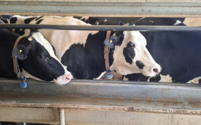 La importancia de monitorear sin demoras cómo marcha el tambo