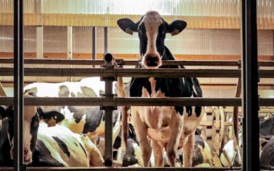 Un mundo sin vacas: el impacto que nadie te contó