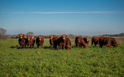 Faena y reposición: ¿Cuán lejos nos encontramos de ingresar a una fase de retención?