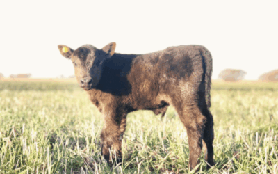 Termina un semestre soñado para la ganadería de cría: El precio del ternero aumentó el doble que la inflación, y casi el triple que los costos de producción