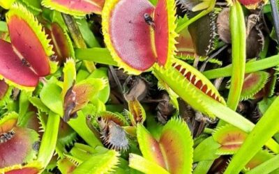 Plantas carnívoras: belleza, misterio y mucho menos drama del que pensás