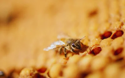 Caracterizan un virus que afecta a las abejas