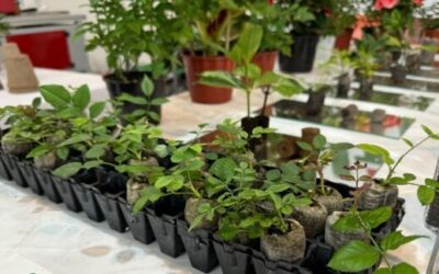De Raíz: Turba comprimida en pastillas, una innovación de utilidad para germinar y multiplicar plantas