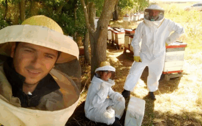 Polinización en riesgo: las abejas pierden capacidades clave por los agroquímicos