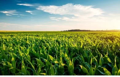 Maíz de oro: así es el negocio revolucionario de tres empresas líderes