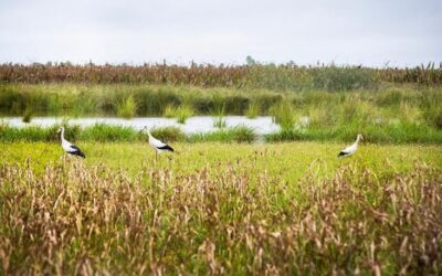 Lucha contra la Desertificación y la Sequía: el rol de los pastizales y sabanas naturales
