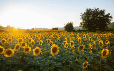 Sin querer queriendo, el girasol se acomodó al mercado y se aprovecha de los márgenes ajustados que dejan la soja y maíces tardíos
