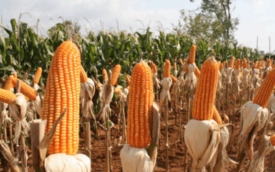 El maíz tira del carro: el cereal argentino mantiene su presencia en el mercado internacional