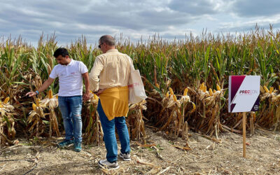Agricultura da el visto bueno a la comercialización de un nuevo maíz de baja estatura y tolerante a glifosato