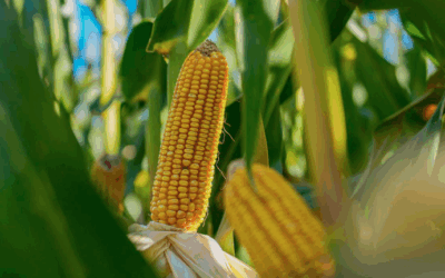 Buenas noticias para el maíz en Navidad: el temprano deja atrás el riesgo de Spiroplasma y el tardío muestra excelentes perspectivas