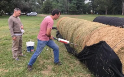 La semilla mágica argentina: el cultivo que puede generar US$ 250 millones al año