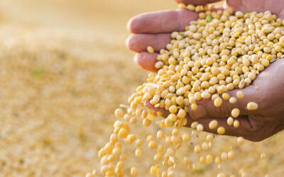 Semillas del futuro: oportunidades y riesgos que se abren con la nueva normativa del INASE