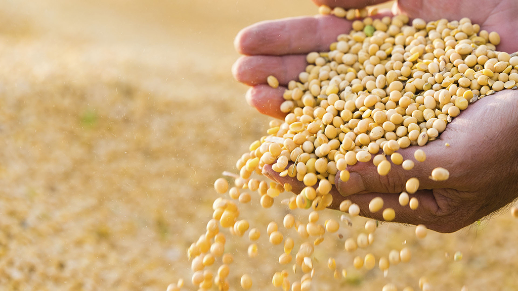 Semillas del futuro: oportunidades y riesgos que se abren con la nueva normativa del INASE