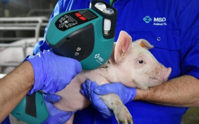 Tecnología, datos y salud: el nuevo ADN de la porcicultura