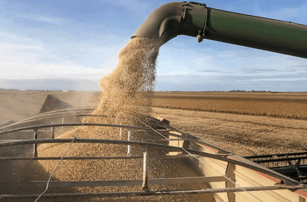 La Soja y su Laberinto. De Climáticos, Retenciones y Cisnes Negros