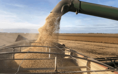 La Soja y su Laberinto. De Climáticos, Retenciones y Cisnes Negros