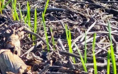 Qué bueno es dar buenas noticias: Se incrementa la probabilidad de una fase “neutra” en el ciclo 2025/26