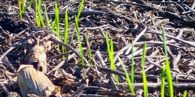 Qué bueno es dar buenas noticias: Se incrementa la probabilidad de una fase “neutra” en el ciclo 2025/26