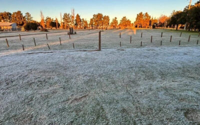 Heladas intensas y siembra de trigo a ritmo firme en el centro del país