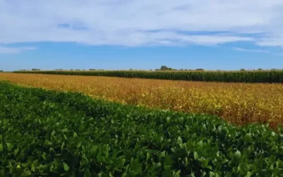 Argentina – Rotar cultivos mejora hasta un 70 % la calidad del suelo