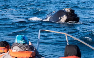 Las ballenas llegaron a Puerto Madryn: los trucos de un espectáculo único de la naturaleza