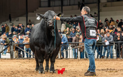 La Morocha y Bellamar se destacaron con el Brangus en Palermo